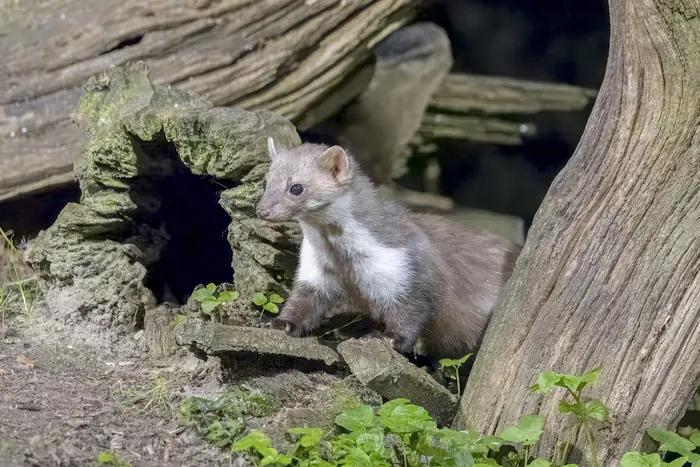 Fouine dans un tas de bois, l’un des nuisibles spécifiques traités