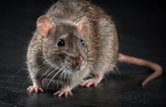 Rat brun, principal rongeur traité en dératisation