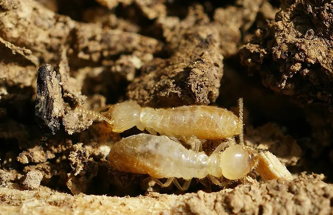 Termites souterrains du genre Reticulitermes