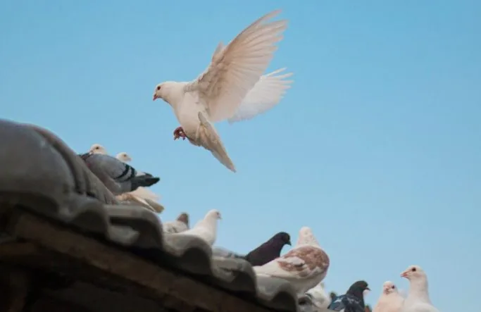 Pigeons urbains sur une corniche