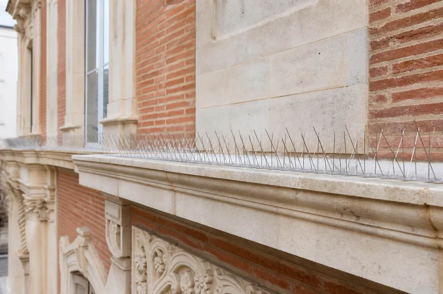 Pics anti-pigeons installés sur la corniche d’une façade toulousaine