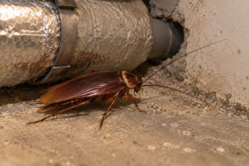 Blatte américaine, brun rougeâtre aux longues ailes, le long d’un tuyau de chauffage dans un local technique (illustration)