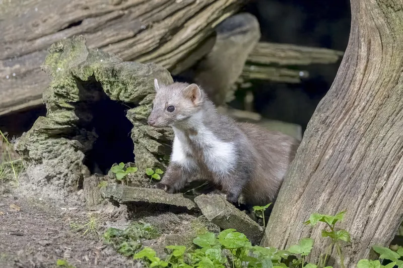 Fouine (Martes foina) dans un tas de bois