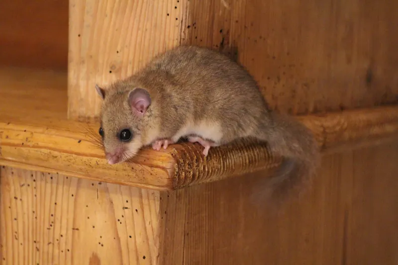 Loir gris (Glis glis) sur une étagère de cuisine