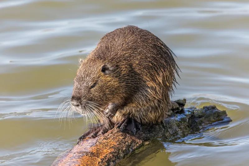 Ragondin (Myocastor coypus) sur une branche au bord de l’eau