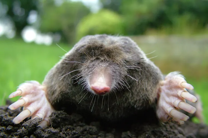 Taupe d’Europe vue de près, museau et pattes fouisseuses