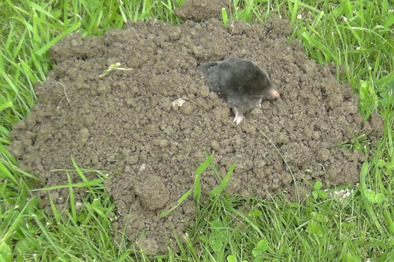Taupe sur une taupinière fraîche dans l’herbe
