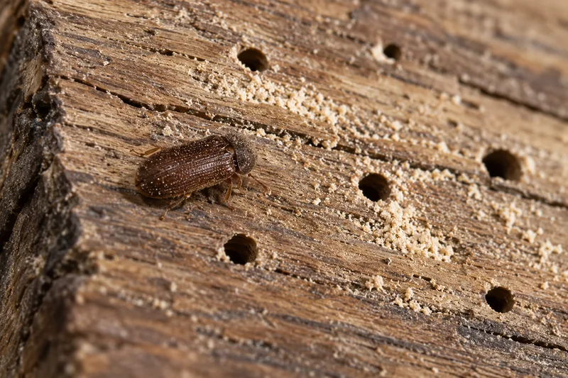Petite vrillette sur une poutre ancienne, à côté de trous de sortie ronds de 1 à 2 millimètres et de vermoulure fine (illustration)